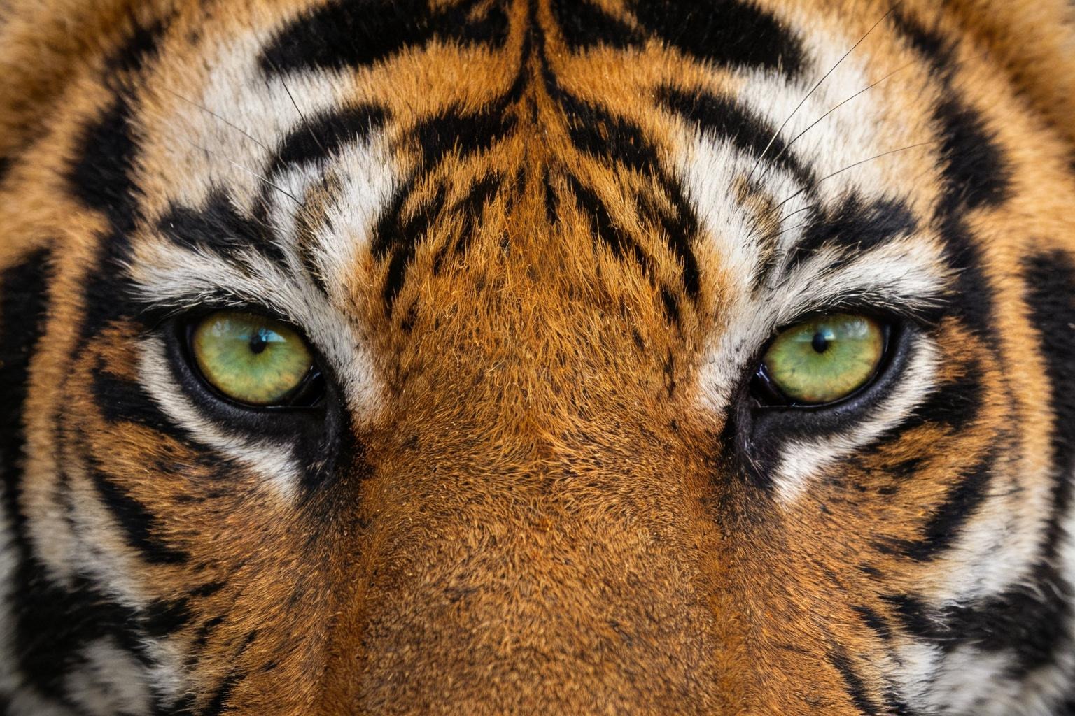 Pet & Animal Art - Tiger - Original